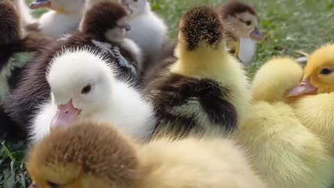 Cute ducklings playing. Just after hatched