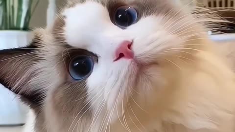 Come and see the cute cat