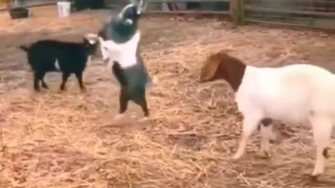 Funny animals || funny animals club || funny animals dancing || funny animals fighting