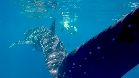 People Swimming with the Whale Shark