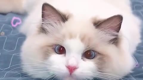 cute, cute and playful kitten