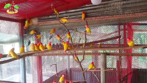 Amazing Afrecan Love Birds Aviary | Birds In Brazil | Birds In America | Worlds Beautiful Birds Farm