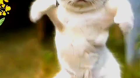 Funny cat dance