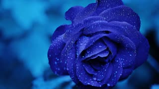 The Blue Rose