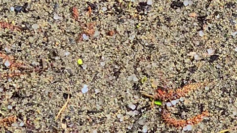 Light hail on a riverbank.