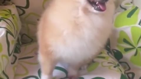 funny cats and dogs🤣 -funny animals 🤣 #funnycats #funnydogs #funnypets #funnyanimals
