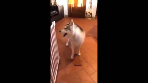Funny siberian huskies...you laugh you lose😂