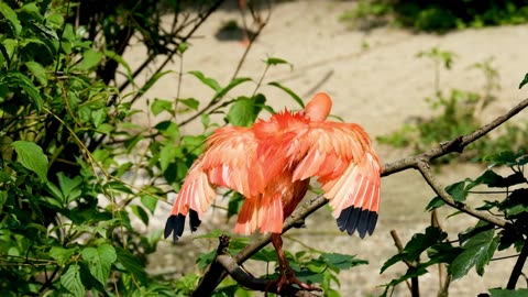 Cardinal Bird Funny videos|Lovely Bird videos Ibis and big bird