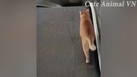 funny cats and dogs 5