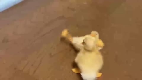 Adorable Puppy Love Its Duck Buddy