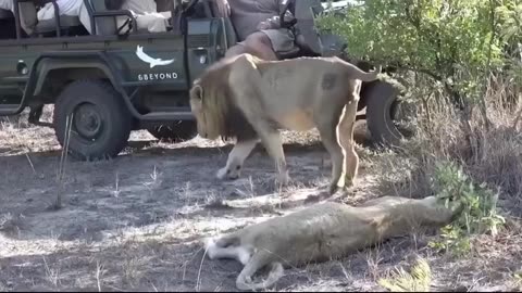 Humans and wildlife together #lions #safari