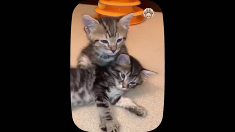 so cute and adorable 🥰 kittens - Part 9