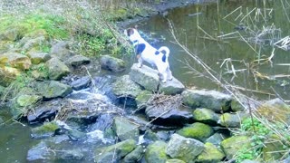 Milo And The Rock Dam.