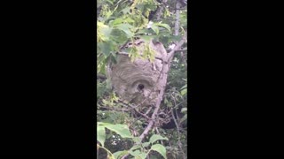 Massive Hornet Nest Discovered!