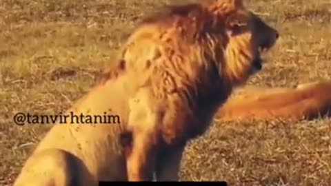I Am Lion very funny video of girls