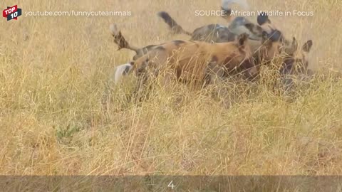 TOP 5 WILD DOGS DEVOURED RAPIDLY WARTHOGS MOMENTS