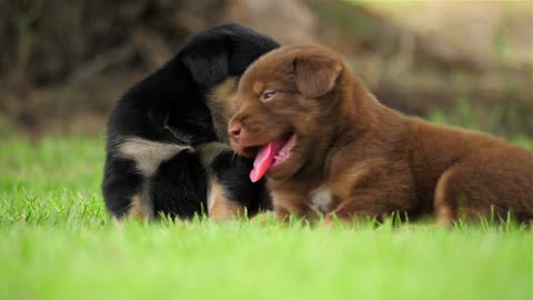 Cute Puppies Playing In The Park