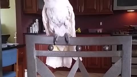 Cockatoo Boogies Down To Whitney Houston's "I Wanna Dance With Somebody"
