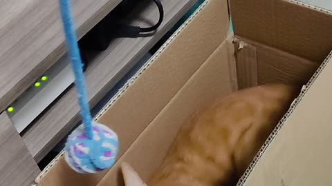 Playing with toys in a cardboard box