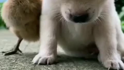 Cute baby dog video.