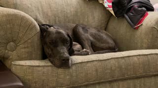 Service Dog: Hanging Out During this Past Term Break While My Girl Did Schoolwork