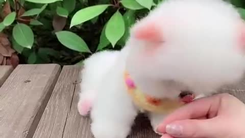 Cute Fluffy Dog!