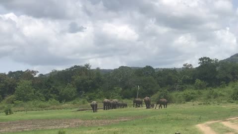 Elephant in srilanka