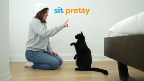 Cat traning video