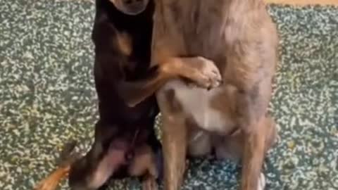 Cute and Funny Dog Videos | Aww Animals #7