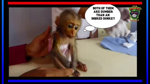 Monkey Bido and his miserable life