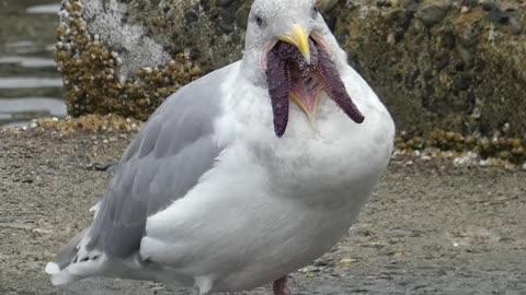 An Alien-Looking Seagull