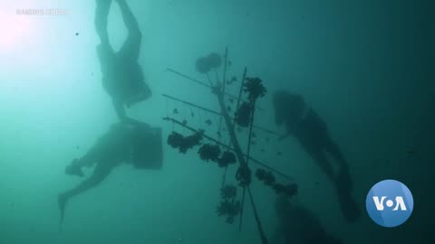 Restoring Coral Reefs to Help Save the Planet