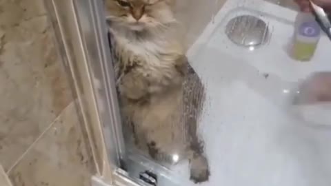 Cats Don't Like Bathing,