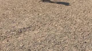 2 Racing Dogs Runing with Each Other