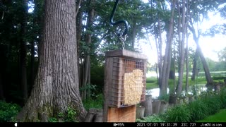 Hickory Creek - Red-Bellied Woodpecker