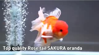 Top quality rose tail sakura oranda
