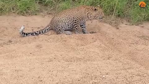 Innocent_Baby_Bird_Walks_up_to_Leopard_-_Crazy Ending