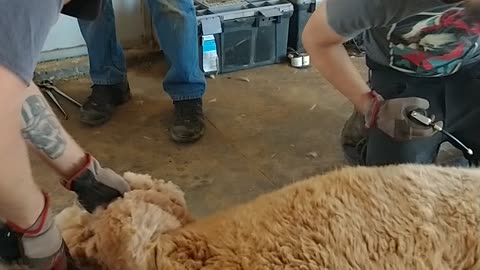 Alpaca Shearing