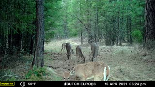 Deer Herd Grazing