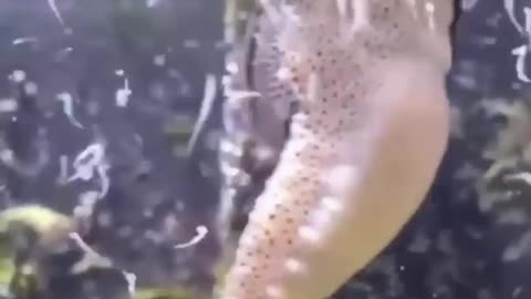 SEA HORES gives birth to thousands of babies.