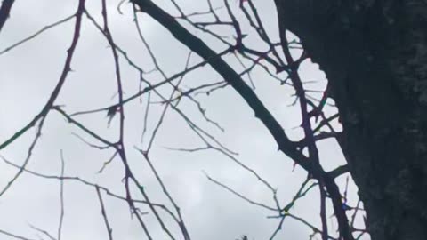 Woodpecker in winter