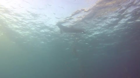 Dolphins swimming in the Red Sea, Eilat Israel 3
