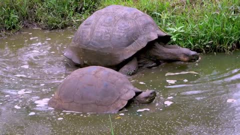 Gigantic tortoise dives into pond to impress girlfriend