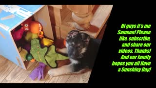 German Shepherd Samson 9 wks old puppy plays in toy box