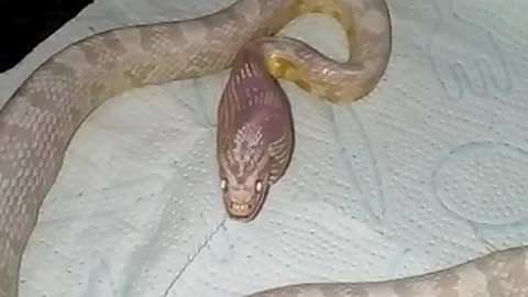 Snake Swallowing Something In A Plastic Bag
