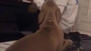 Brown dog barks while owner is playing guitar