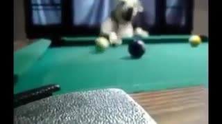 This professional dog in billiards