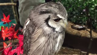 Adorable owls you can't take your eyes off
