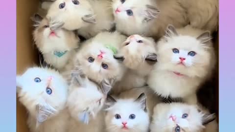 Funny and Cute Cat Video Compilation _#short