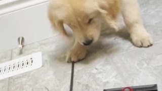 Golden Retriever puppy really hates vacuum cleaner